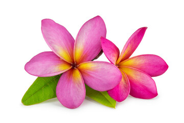 Blooming pink frangipani or plumeria rubra flowers with leaves isolated on white background with clipping path, cutout. 