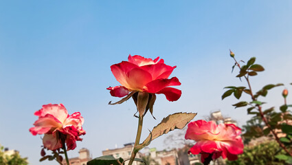 Fototapeta na wymiar Awesome and Lovely Red Blend Hybrid Tea Rose (Double Delight ) in the garden.