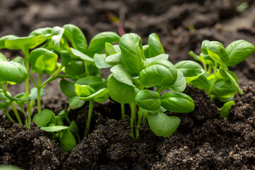 small basil sprouts with green leaves grow from the ground close-up