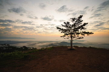 Fototapeta na wymiar Landscape of Beautiful sunrise and mist in the morning with big tree shadow.