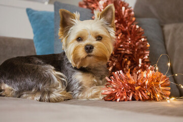 Cute brown fluffy Yorkshire Terrier dog with red tinsel glowing garland is lying on sofa. Decor for...