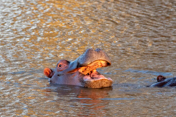 Fototapeta premium Aggressive Common Hippopotamus [hippopotamus amphibius] yawning in a lake in Africa