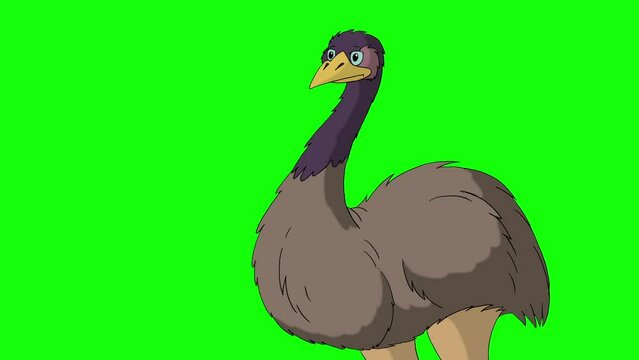 Gray ostrich screaming indignantly chroma key