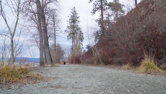 Whoodle Dog running down a gravel pathway in slow motion