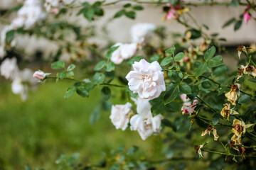 Bush roses. Shrub pink blooming roses, spring garden. Pink buds among green foliage, thorny branches. Gardening, flowers cultivation, floriculture, botanical summer garden. Hybrid variety Rosa odorata