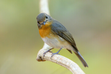 Obraz premium Closeup female bird of Hill Blue Flycatcher
