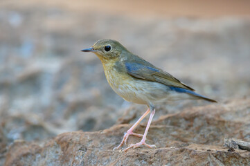 Siberian blue robin in nature (juvenile)