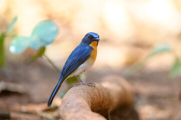 Closeup male bird of Hill Blue Flycatcher