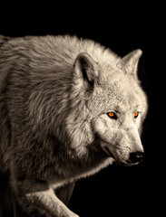 Close-up portrait of an arctic wolf - Portrait eines Polarwolfes (Canis lupus arctos)