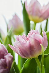 Peony-shaped tulips photo in a bouquet. Macro photo of flowers. Spring and holiday concept, gifts for March 8 international women's day. Front view.