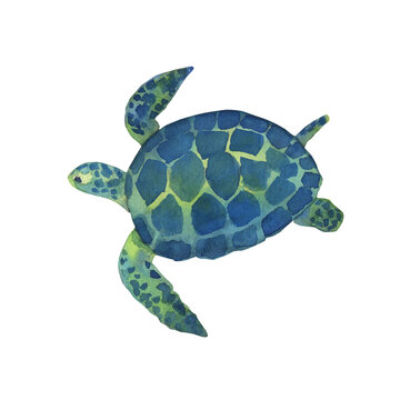 Blue watercolor swimming turtle on white background. Hand drawn illustration ocean or underwater animal
