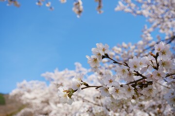 戸倉キティパークに咲く満開の桜