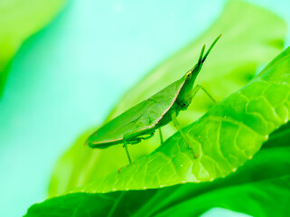 green leaf with water drops