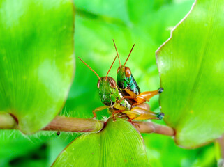green grasshopper on a leaf