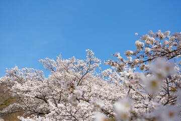 戸倉キティパークに咲く満開の桜