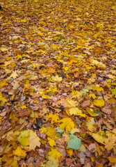 Naklejka na ściany i meble Yellow leaves on the ground, autumn landscape.