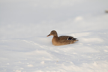 Wild duck in winter on white snow.