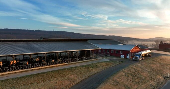 Large dairy farm operation in USA. Rising aerial with Holstein cattle cows and milk truck. Beautiful morning sunrise.