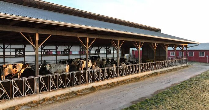 Holstein dairy cows in barn in USA. American farm with black and white cattle for milk production. Reveal of barn with milk truck.