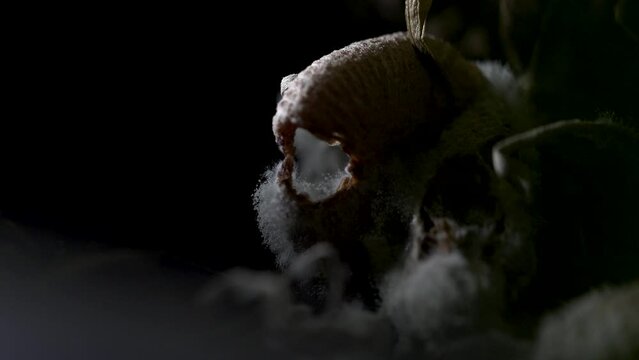 Beautiful close up of decomposing fungi on the forest floor, revealed by torchlight (4K)