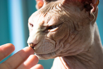 A woman's hand stroking bald leather naked cat. A muzzle of a purebred Canadian Sphynx cat with blue eyes. Human-to-pet contact. Care, love for feline animals at home. Lovely sphinx kitty indoors.