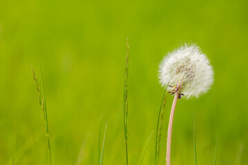 Single dandelion surrounded by a vibrant, green soft focus background
