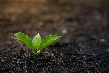 Close-up photo of a small sapling. The seedlings grow under the ash area after the fire. Conservation of the environment. World Environment Day.