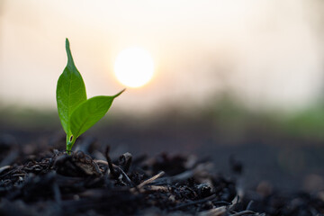 Small sapling. The seedlings grow under sunlight and in ash areas after a fire. Conservation of the...