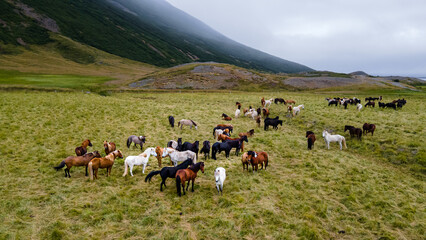 Aerial view of the magnificent Icelandic Horses - wild stallions