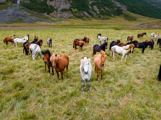 Fototapeta na wymiar Aerial view of the magnificent Icelandic Horses - wild stallions