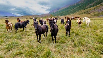 Aerial view of the magnificent Icelandic Horses - wild stallions