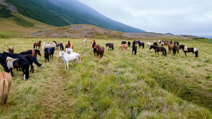 Aerial view of the magnificent Icelandic Horses - wild stallions