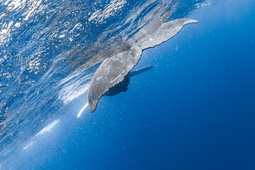 Fototapeta premium Humpback whale tail