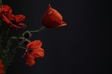 Bouquet of red poppies set against a black background