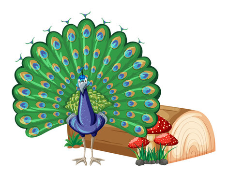 A peacock with nature element on white background