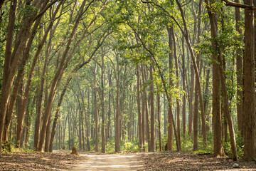Scenic landscape view of forest trail or safari track or main road with canopy of tall and long sal trees at dhikala zone jim corbett national park or tiger reserve uttarakand india - Shorea robusta - 493173359