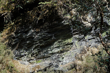 Green moss on plank and rock among natural landscape of forest park