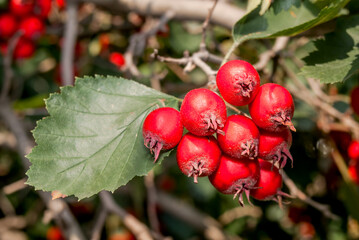 Hawthorn (Crataegus sp.) in park