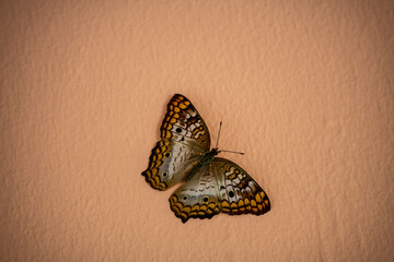Fototapeta na wymiar beautiful brown butterfly on a light background 