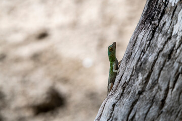 gecko sits on a branch in a hunter's pose and looks around in the Dominican Republic 