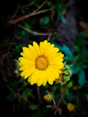 beautiful yellow gerbera with natural view backgrounds selective focus images.