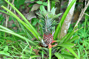 Unripe pineapples in a green grassy garden