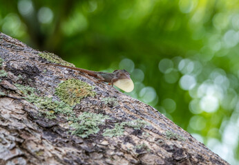 gecko sits on a branch in a hunter's pose and looks around in the Dominican Republic 