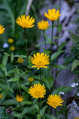 Buphthalmum salicifolium flower growing in mountains, macro