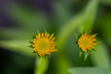Buphthalmum salicifolium flower growing in mountains