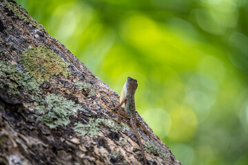 gecko sits on a branch in a hunter's pose and looks around in the Dominican Republic 