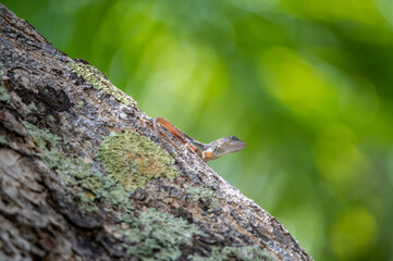 gecko sits on a branch in a hunter's pose and looks around in the Dominican Republic 
