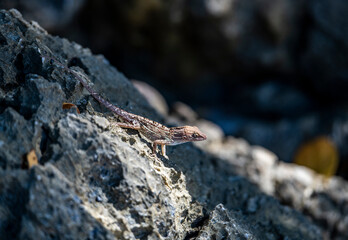 gecko sits on a branch in a hunter's pose and looks around in the Dominican Republic 