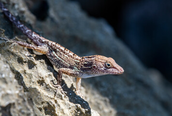 gecko sits on a branch in a hunter's pose and looks around in the Dominican Republic 