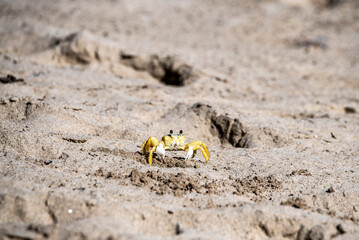 yellow crab collects food on the beach at low tide